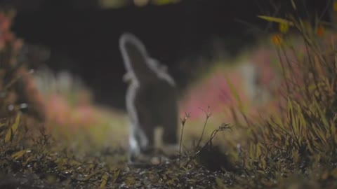 Two kittens walking together late at night