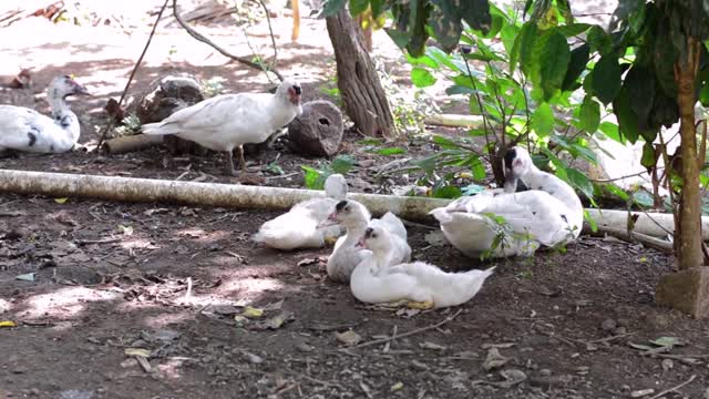 Beautiful Ducks On Grass and water