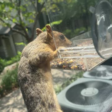 Squirrel has a major fail trying to steal seed