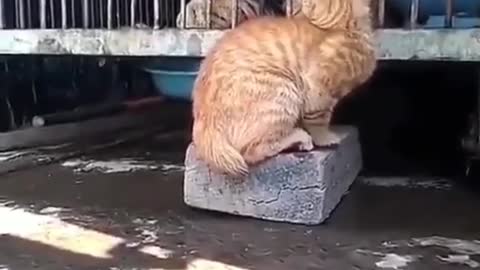 Cat vs Tiger