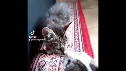 Cat Funny Videos 2 Hour Compilation Of Fun Cat Videos That Will Make You Laugh And Find Peace