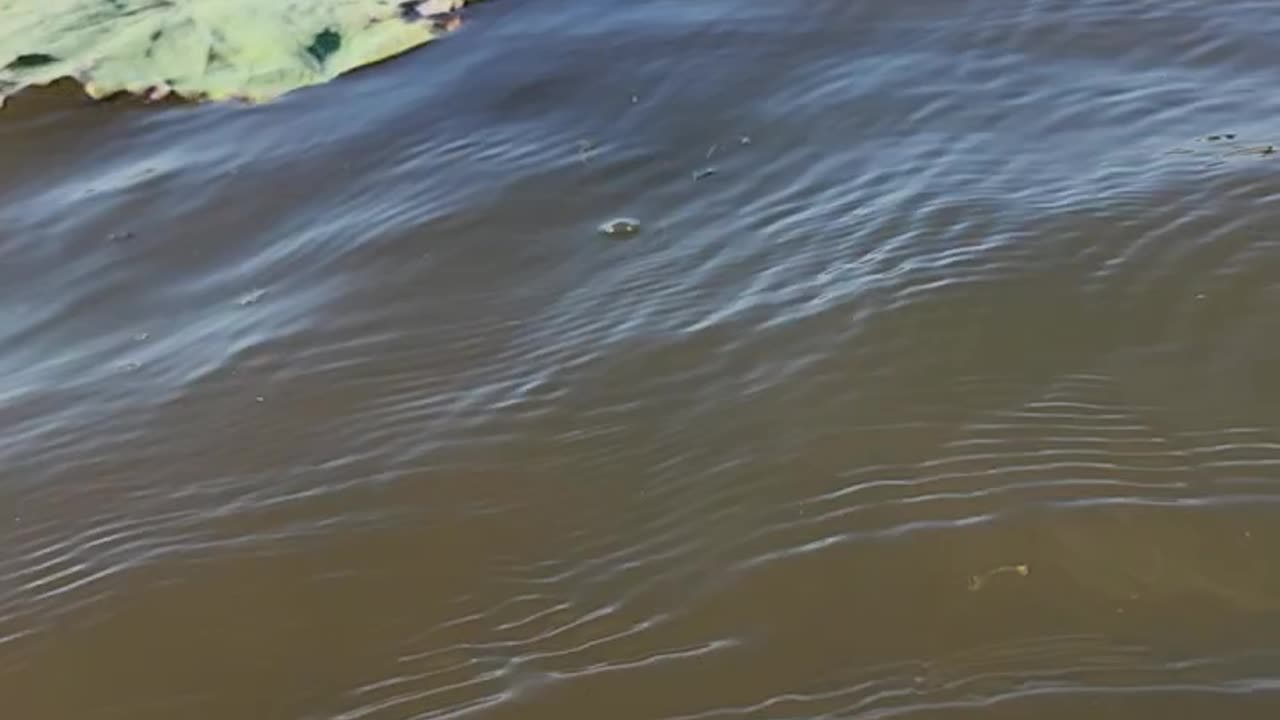 Peaceful kayak trip, Gantt, Alabama, US September 2023