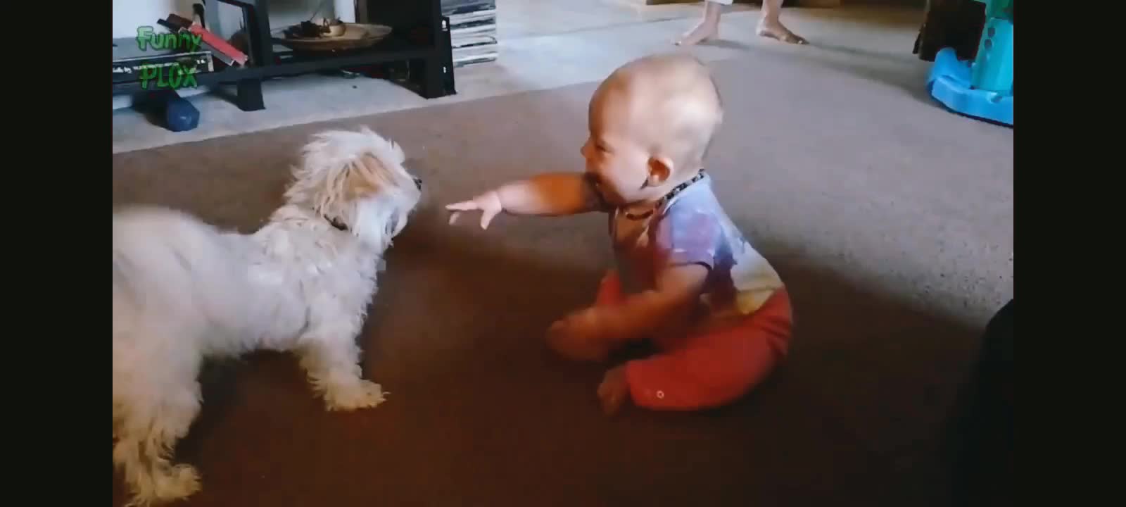 Cute Puppies play with Baby