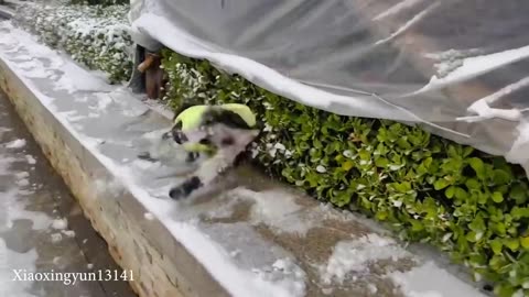 Best Funny Animal Videos 2024