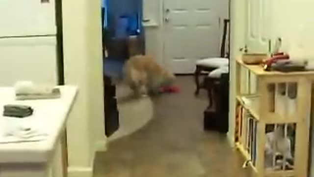 dog tricks: Golden Retriever Grace cleans the house