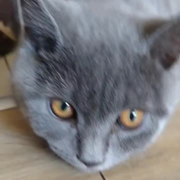 Cat in The House 😹😹😹🤣🤣🤣