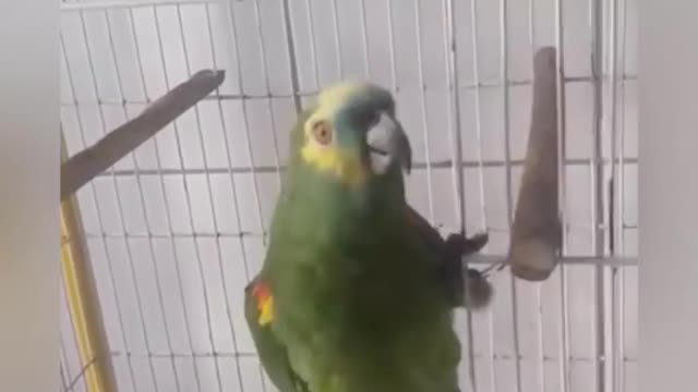 A parrot sings a song of Rehana 😍