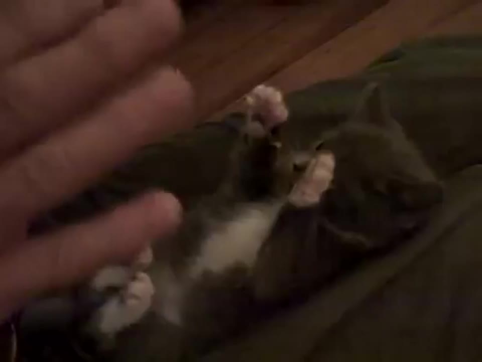 Super Cute Suprised Cat