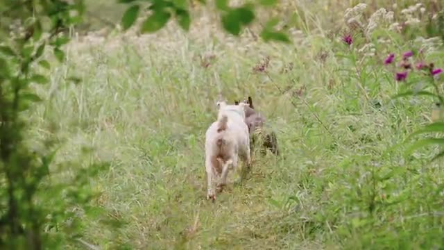 Dog Playing on the Outdoors