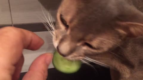 Syoma, a cucumber lover