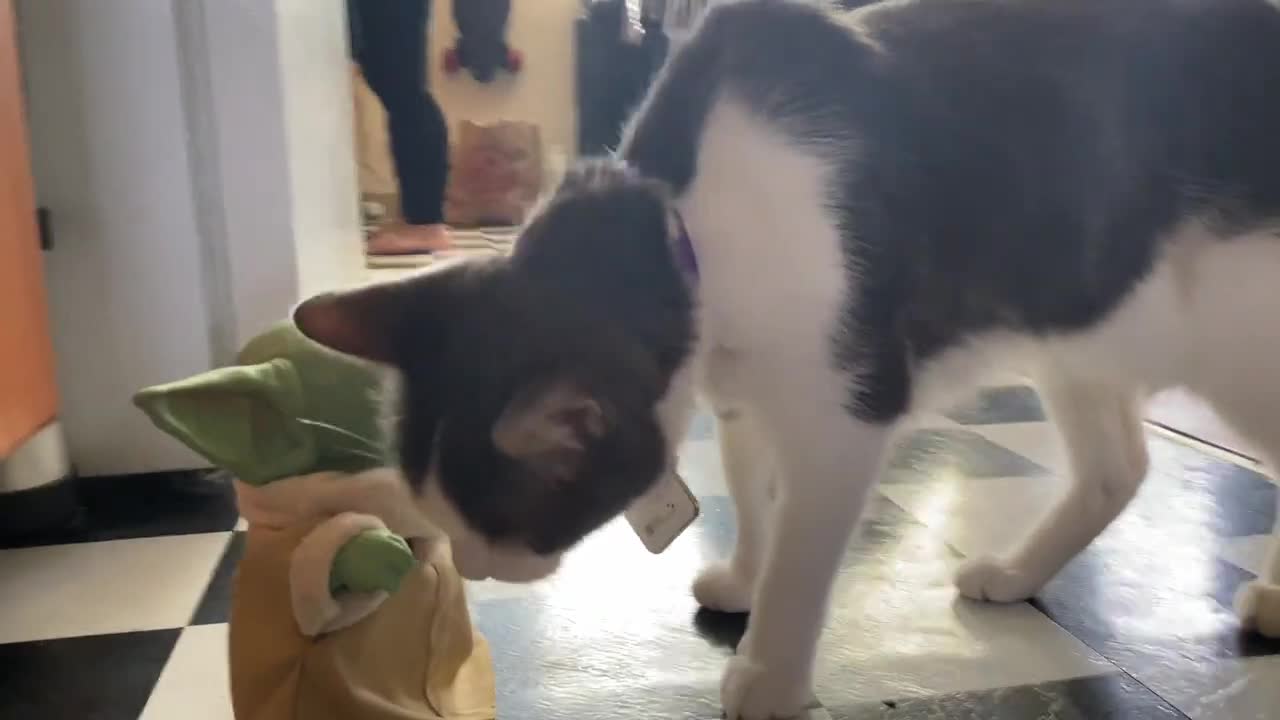 CAT MEETS BABY YODA!!.