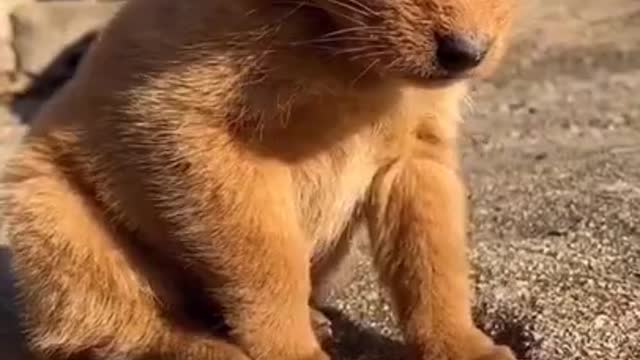 Funny and Cute Animals