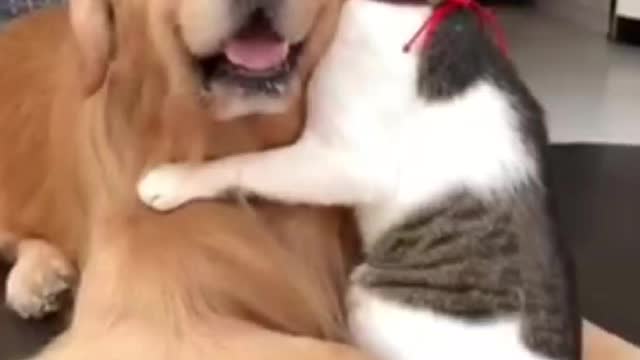 Cute Cat Hug a Dog