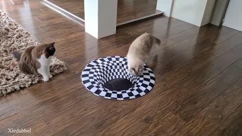 Cats vs Indoor Sinkhole (Can Our Cats See Optical Illusion)?