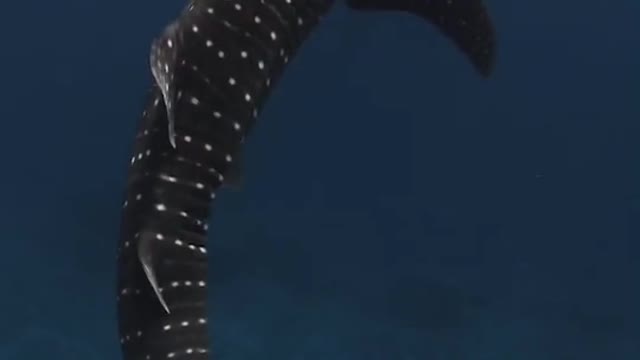 The shark