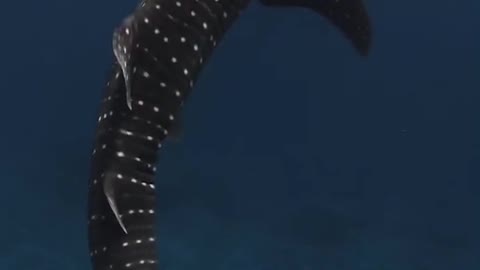 The shark