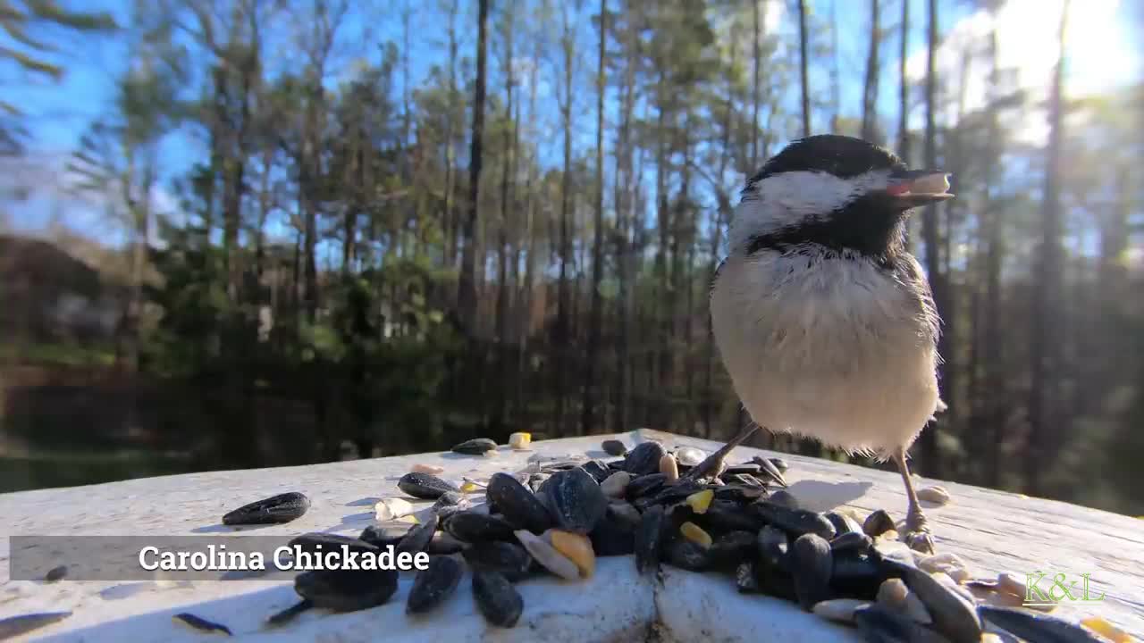 Carolina Chickadee - House Finch