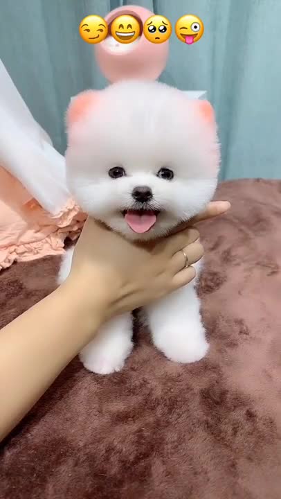 best dog funny guru video