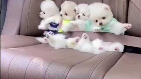 Cute Puppies Get Ready For a Car Ride