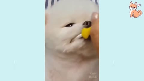 Cute Puppies & Cute Dogs