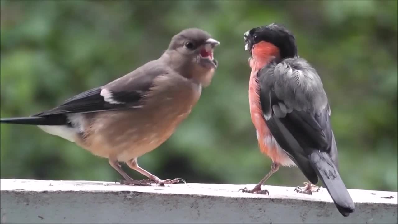 BEAUTIFUL EURASIAN BULLFINCH ON DATE