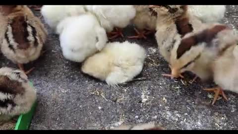 freshly hatched quail