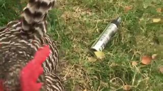 Chicken begs for chips.
