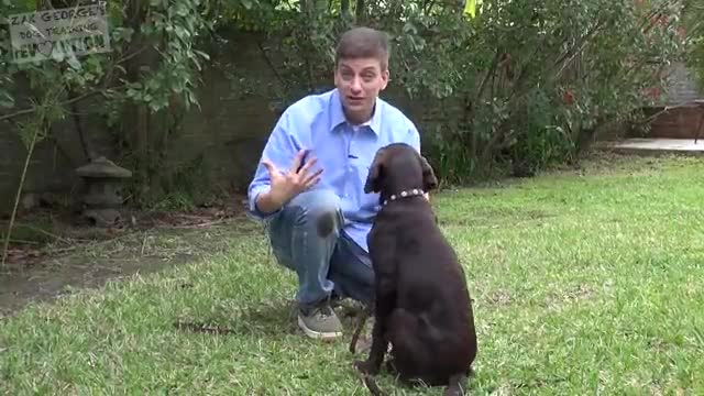 Stubborn Dog Refuses To Obey And Comply With Owner’s Commands