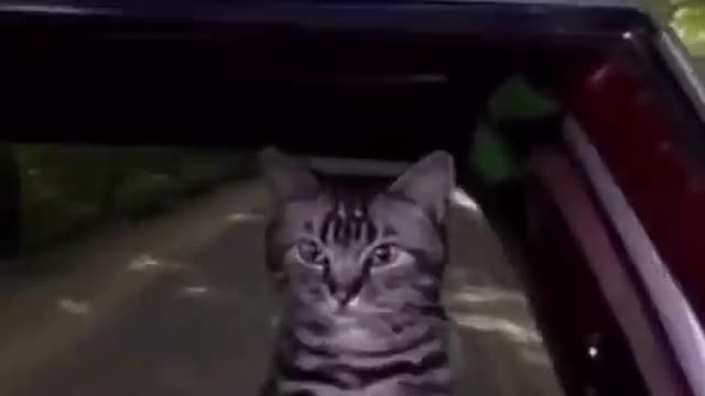Enjoying Mr. Cat