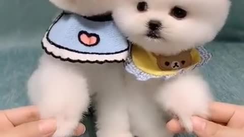 Cute funny Dogs