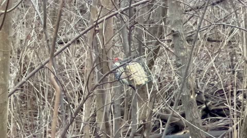 Red-Bellied woodpecker dropped in