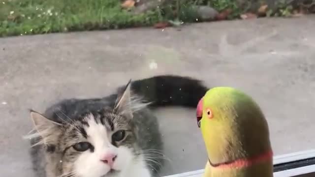 Hide and Seek [Parrot and Cat]