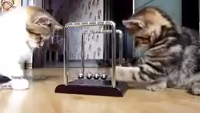🐈 cat video