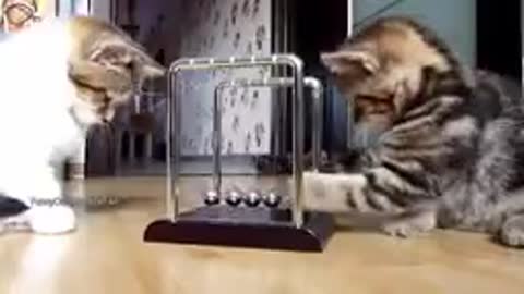 🐈 cat video
