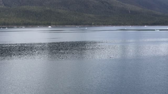 Endicott Arm to Dawes Glacier, Alaska, NCL Jewel 12May2022