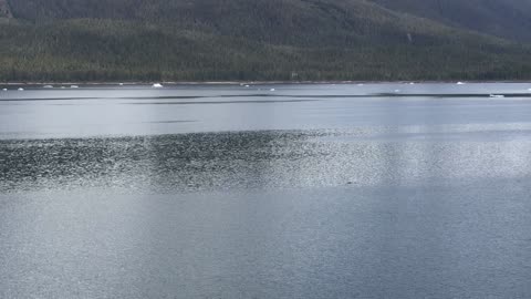 Endicott Arm to Dawes Glacier, Alaska, NCL Jewel 12May2022