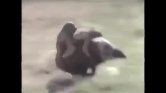 Amazing animals riding another animals