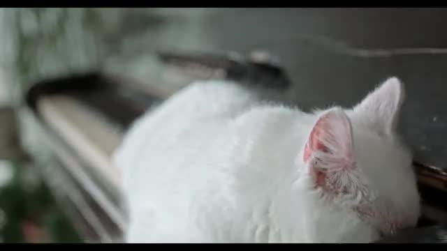 cute &funny cats