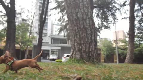 Dachshund dog running through a park to reach its owner