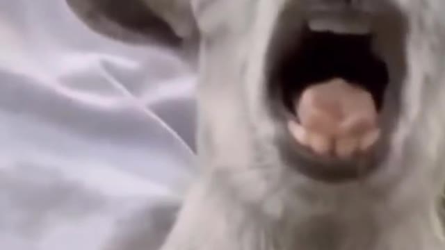 Funny animal's funny video 😂😂