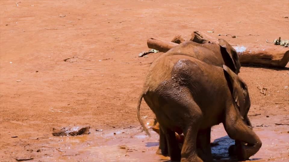 Elephants playing in water