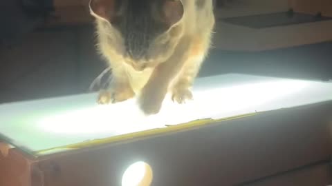 No!!! What the hell is wrong with you?!
