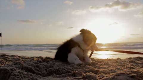 Watch a dog puppy playing on the beach