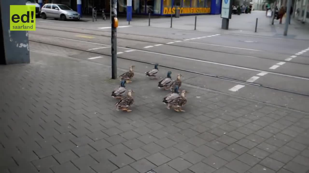 german ducks stop on red light an go on green lights