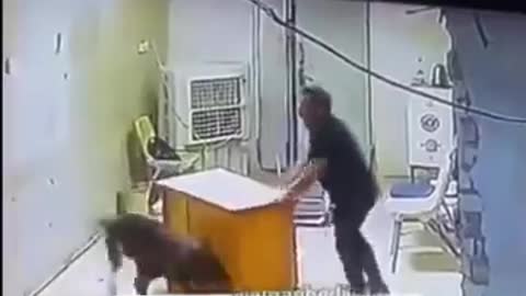 Dog attack on man