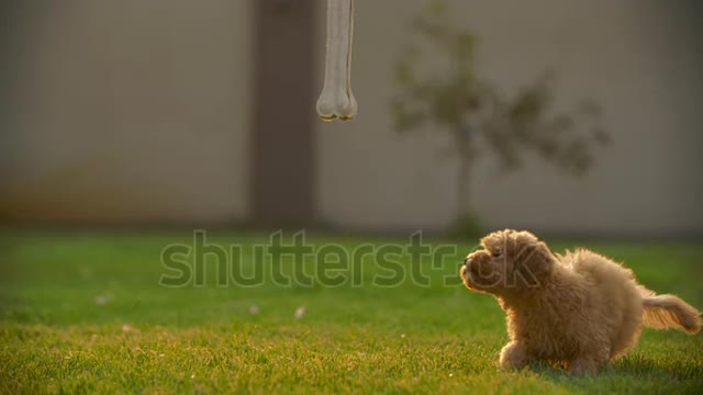 Funny Cute little toy poodle puppy,