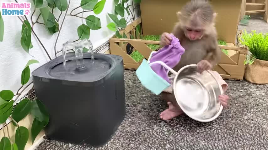 BiBi obedient helps dad with housework