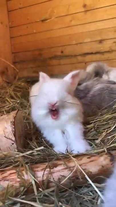 Funny scene oooowOooooo