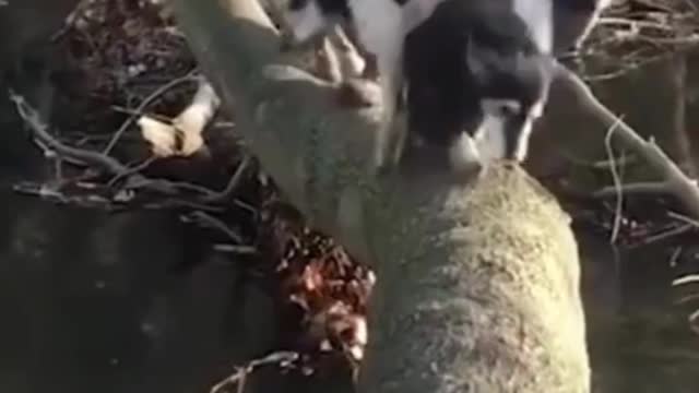 Funny Dog Fails 2022 Try Not To LAUGH