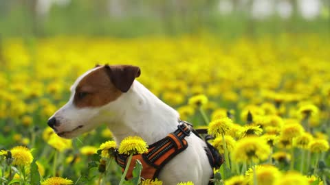 Watch the incredible beauty of the dog